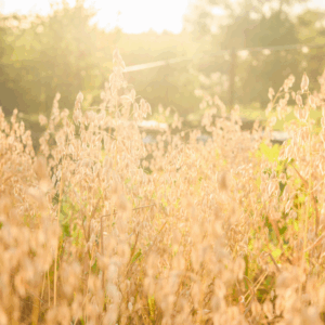 été avec ses amis Marie Blondet